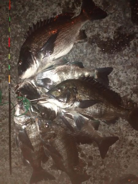 チヌ牧場in南大阪