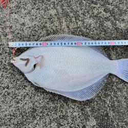 マコカレイ 38.0cm