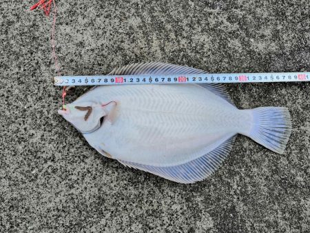 マコカレイ 38.0cm