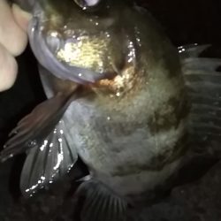 明けましておめでとうございます