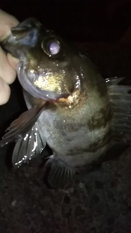 明けましておめでとうございます