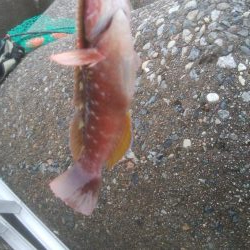 カレイ狙いでしたが、釣れませんでした。