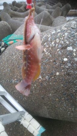 カレイ狙いでしたが、釣れませんでした。