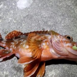 メバル苦戦ガシラ絶好調