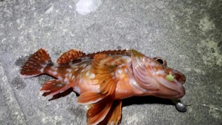 メバル苦戦ガシラ絶好調