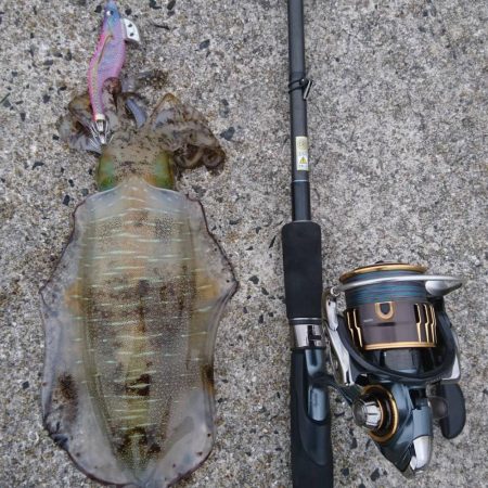 仕事終わりエギング→清掃ボランティア