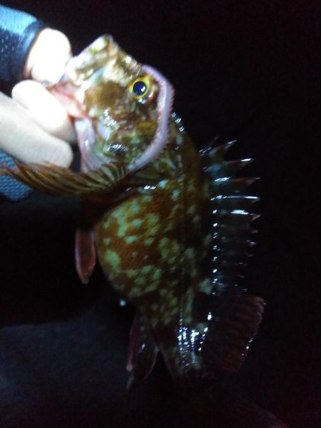 冬になってきました…