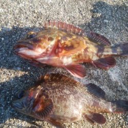 穴釣りでカサゴ2匹