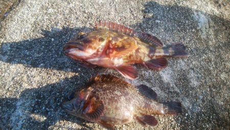 穴釣りでカサゴ2匹