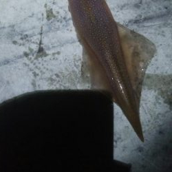 ヤリイカ 胴長32センチ!!