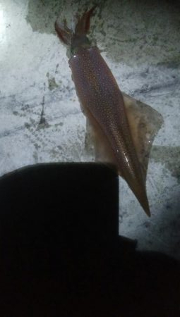 ヤリイカ　胴長32センチ！！