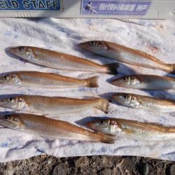 播磨新島でキス釣り