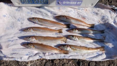 播磨新島でキス釣り