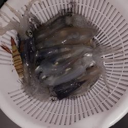 まだ釣れますね