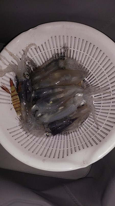 まだ釣れますね