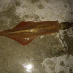 ヤリイカ胴長36センチ！！