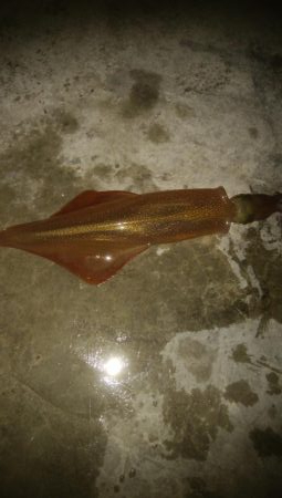 ヤリイカ胴長36センチ！！