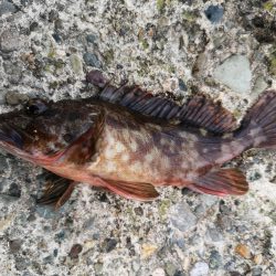 メバルが釣れない