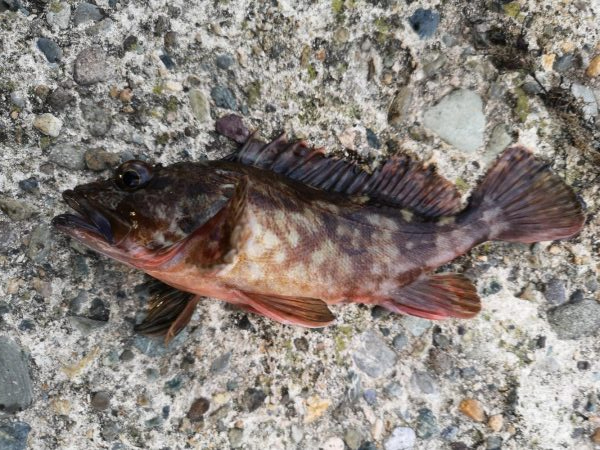 メバルが釣れない