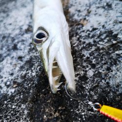 夕マズメ　三種混合