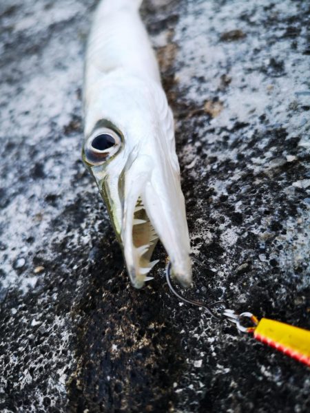 夕マズメ　三種混合