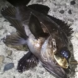 メバル☆MEBARU☆メバル