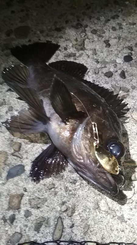 メバル☆MEBARU☆メバル