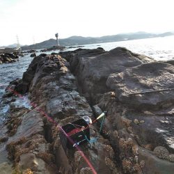 グレ・石鯛・チヌ祭り始まる・・