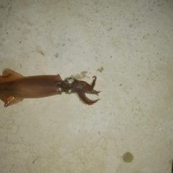 強風の中、なんとかヤリイカ2杯