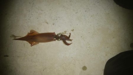 強風の中、なんとかヤリイカ2杯