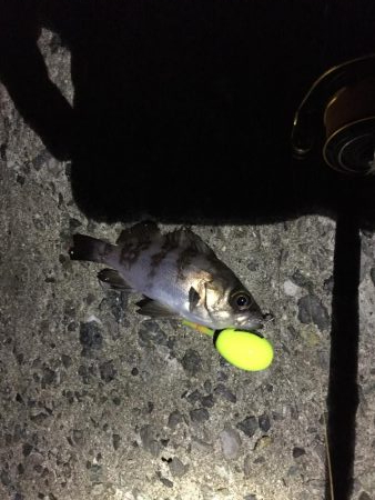 2日連続メバリング