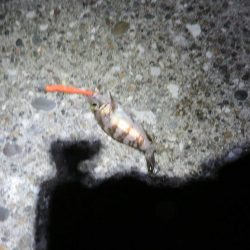 新年初釣りは一投目でゲット！