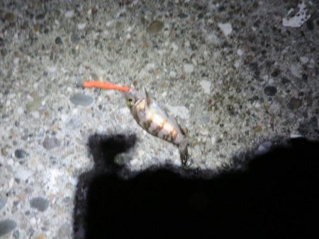 新年初釣りは一投目でゲット！