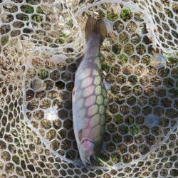 久々の管釣りで美味しいトラウトをゲット!