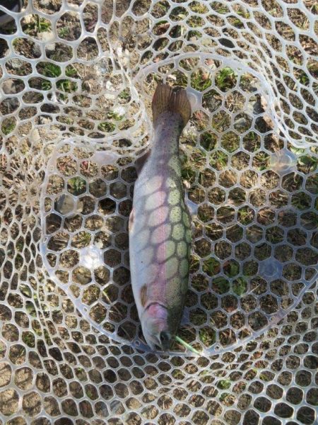 久々の管釣りで美味しいトラウトをゲット!