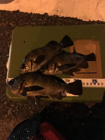 真冬のライトゲーム