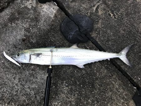 サワラ記録更新