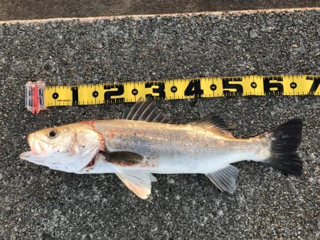 久しぶりのスズキ