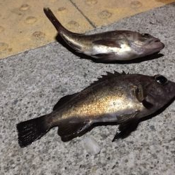 コスモスクエア　釣り始め　太刀魚はまだいる