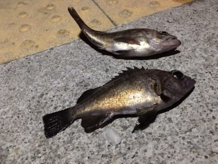 コスモスクエア　釣り始め　太刀魚はまだいる…