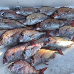 鯛サビキ釣果！