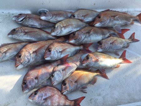 鯛サビキ釣果！