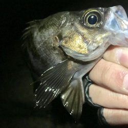 2019初メバリング!