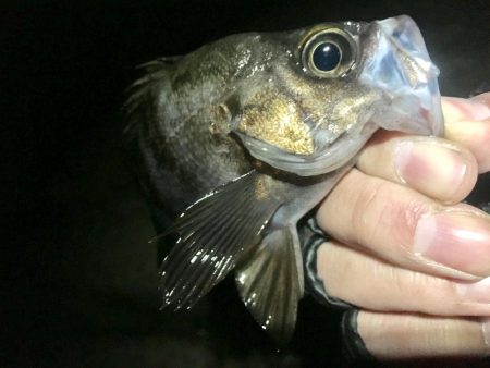 ２０１９初メバリング！