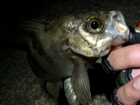 久しぶりのサーフで連発っメバリング!