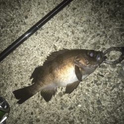 メバル・ガシラ