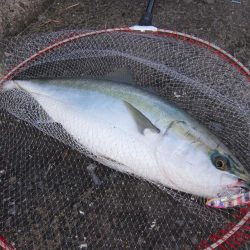 初めての青物GET!!