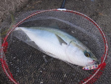 初めての青物ＧＥＴ！！