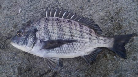 フカセがいいっ！