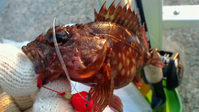 ガシラのみ；；